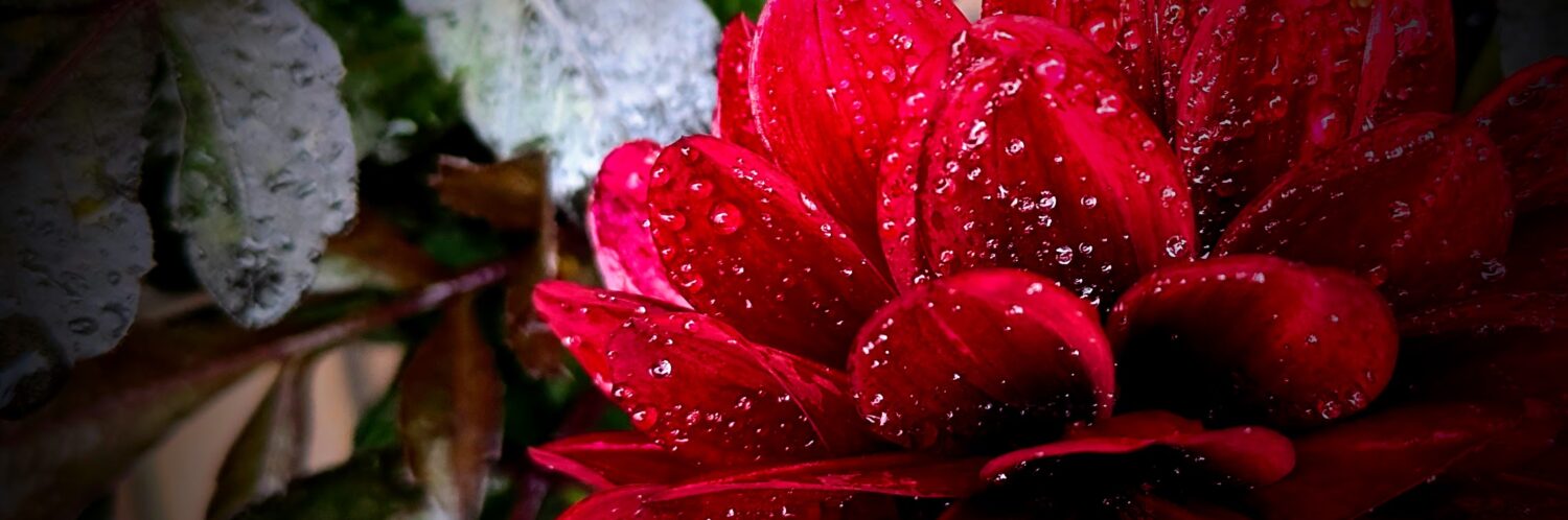 安全美髪毛染めヘアーカラー「カラーグレス®」モデルサロン「ブルーヘアー」